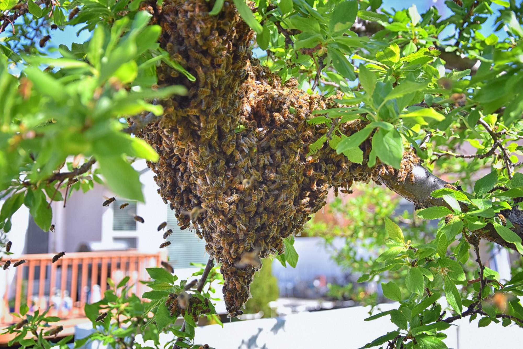 Photograph of a tree with green leaves. Hanging from the branch are many, many bees all clustered together in a bunch hanging from the branch.