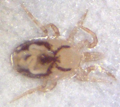 May contain: insect, animal, invertebrate, and tick