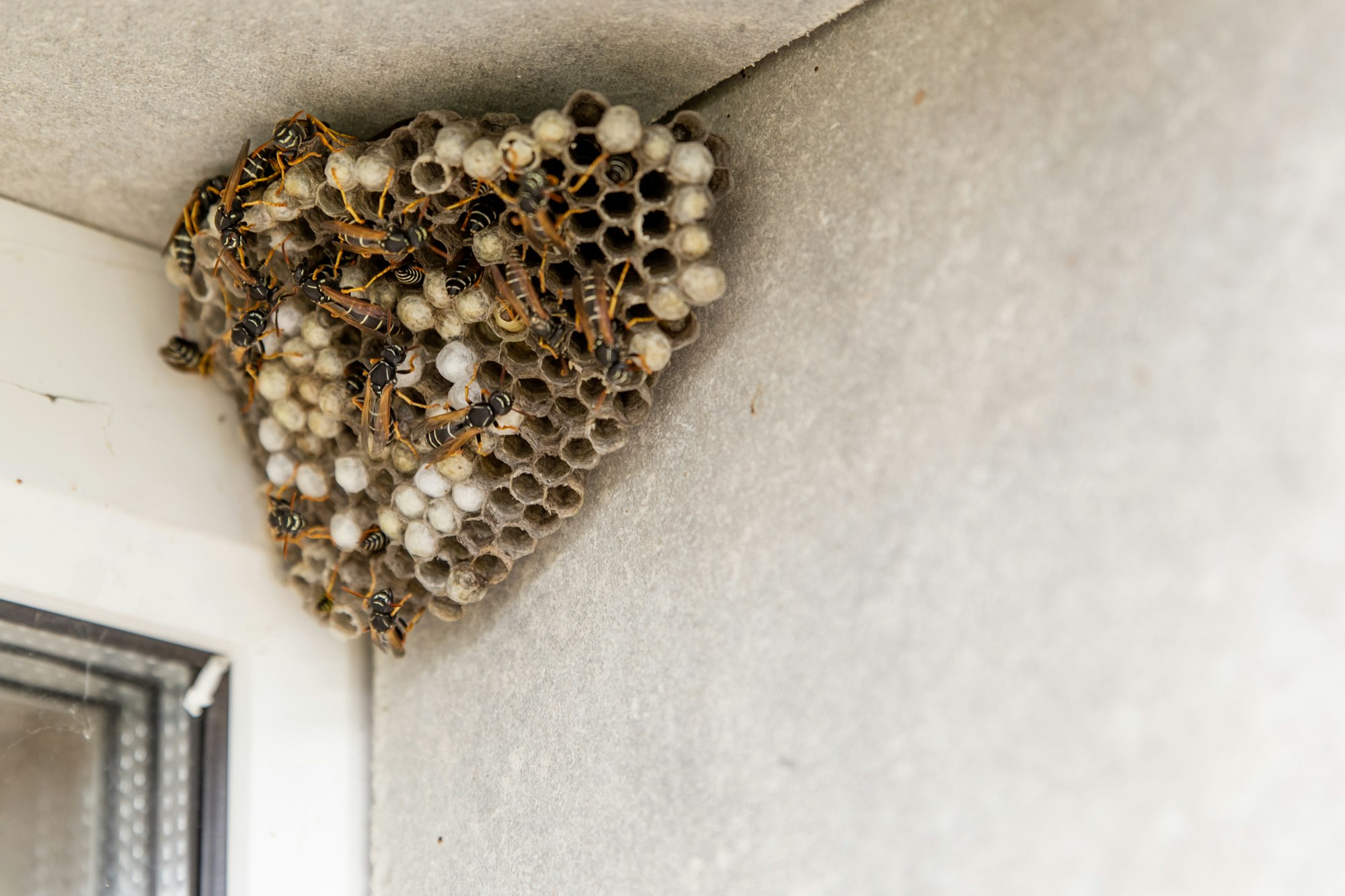 Photograph of a paper wasp nest - it is in the corner of the exterior of a building, there are several wasps on the nest, a pattern of honeycomb-like cells can be seen, with some of them white/capped.