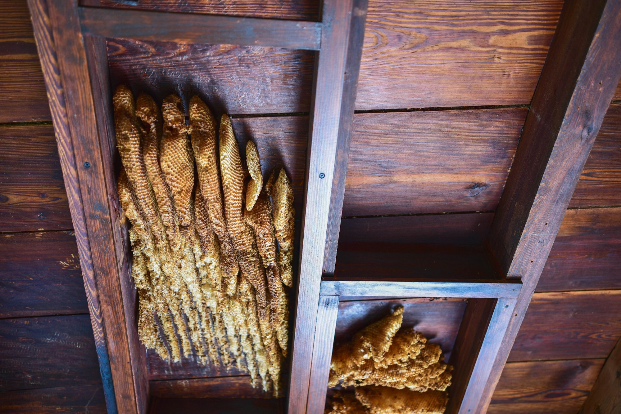 Honeycombs attached to wooden beams under a ceiling.