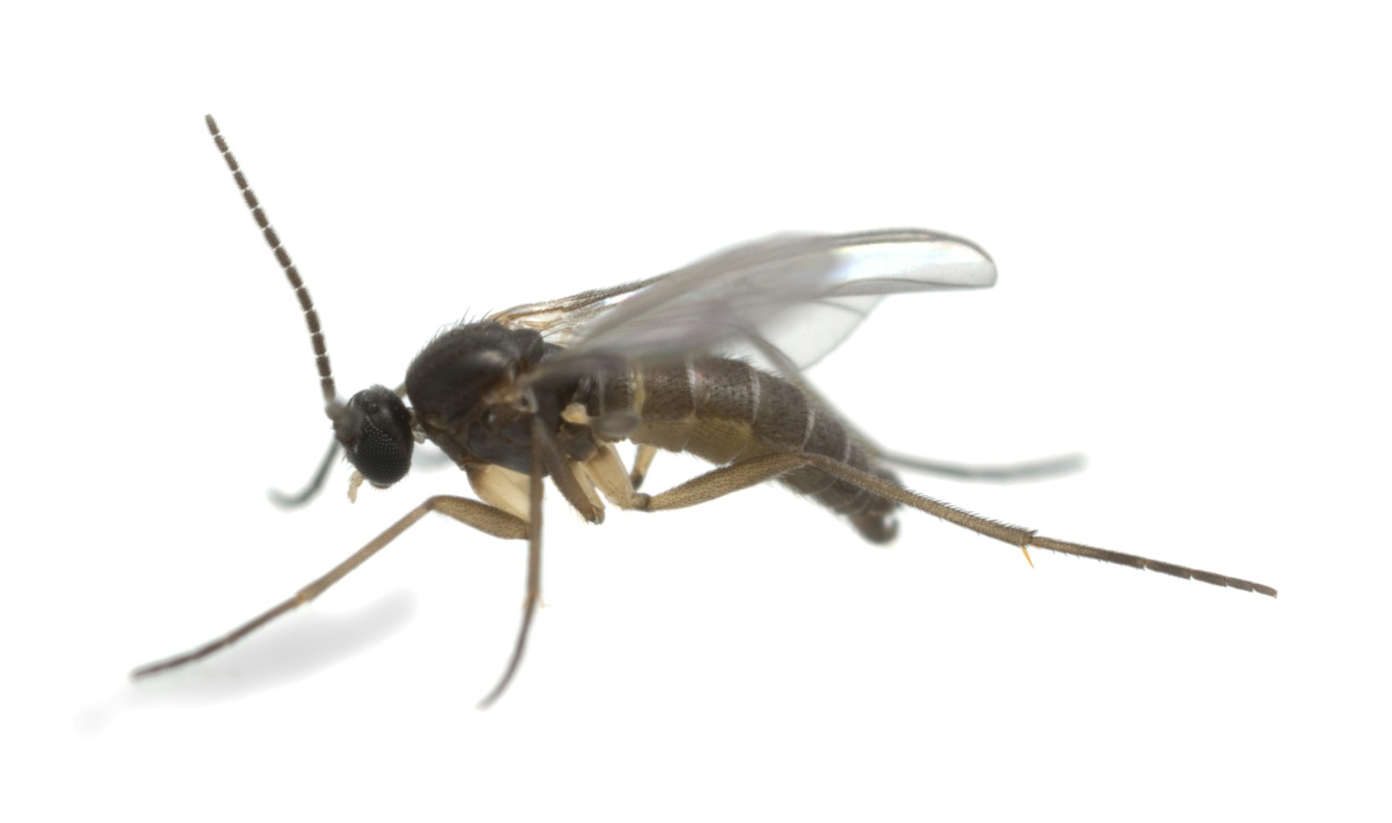 Sideview of a dark insect, with two wings on top, a very dark head and body, and four legs visible from the angle of the photograph.