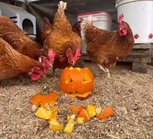 May contain: chicken, animal, bird, poultry, and fowl