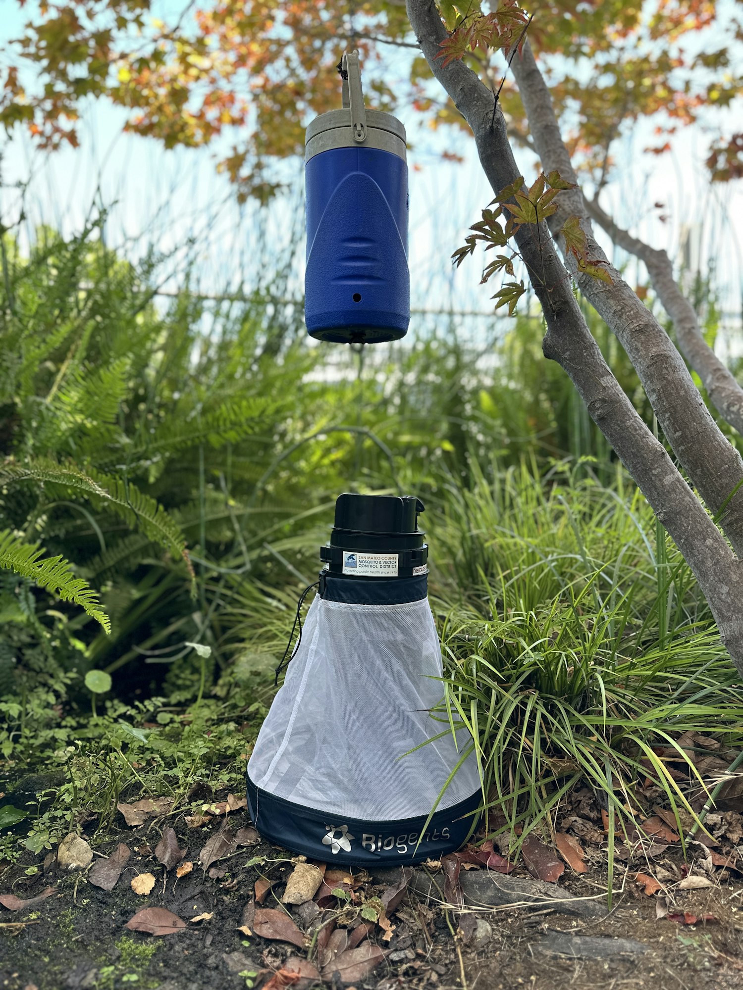 A blue device hanging from a tree, with a mesh collection bag below, possibly for insect trapping in a natural setting.
