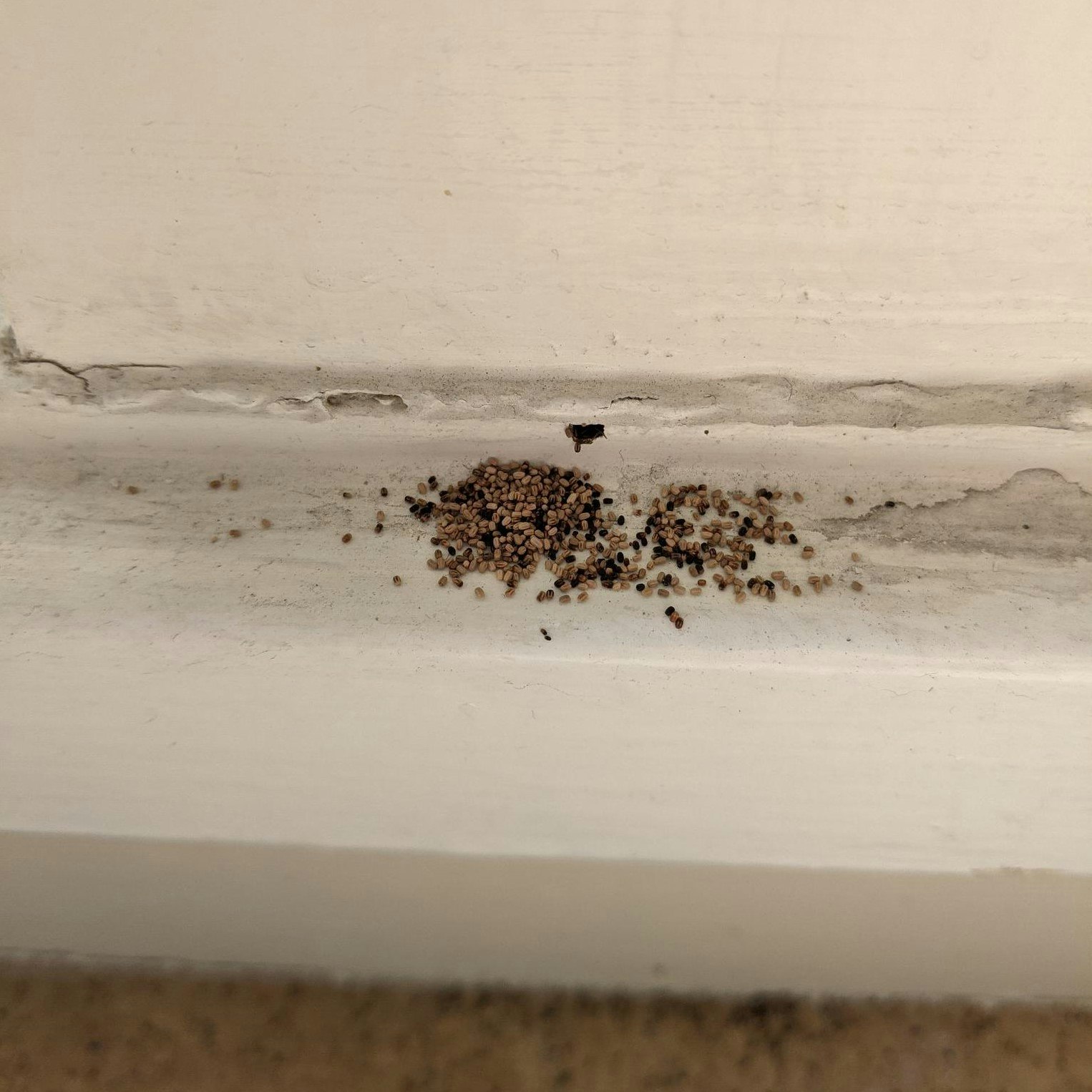 A creamcolored wall and baseboard meet the floor. Along the narrow top of the baseboard, there are lots of very small brown pellets. These are termite frass (feces).