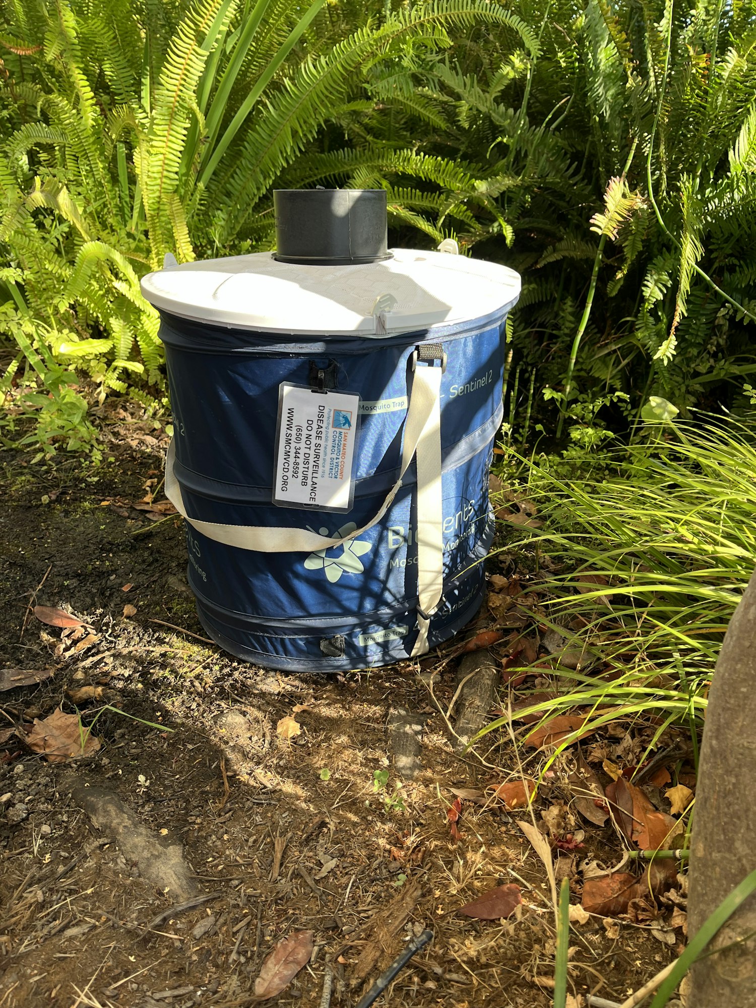 A blue, labeled bucket for disease surveillance, placed on the ground among ferns and leaves.