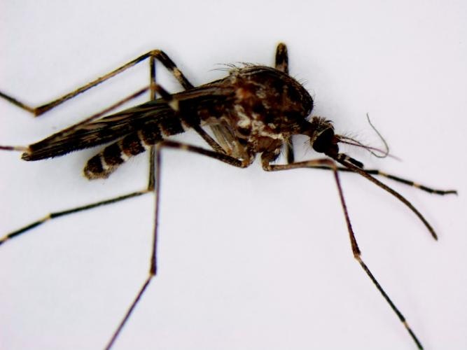 Sideview of a dark brown mosquito