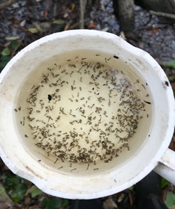 A mug filled with liquid and numerous small insects floating on the surface.