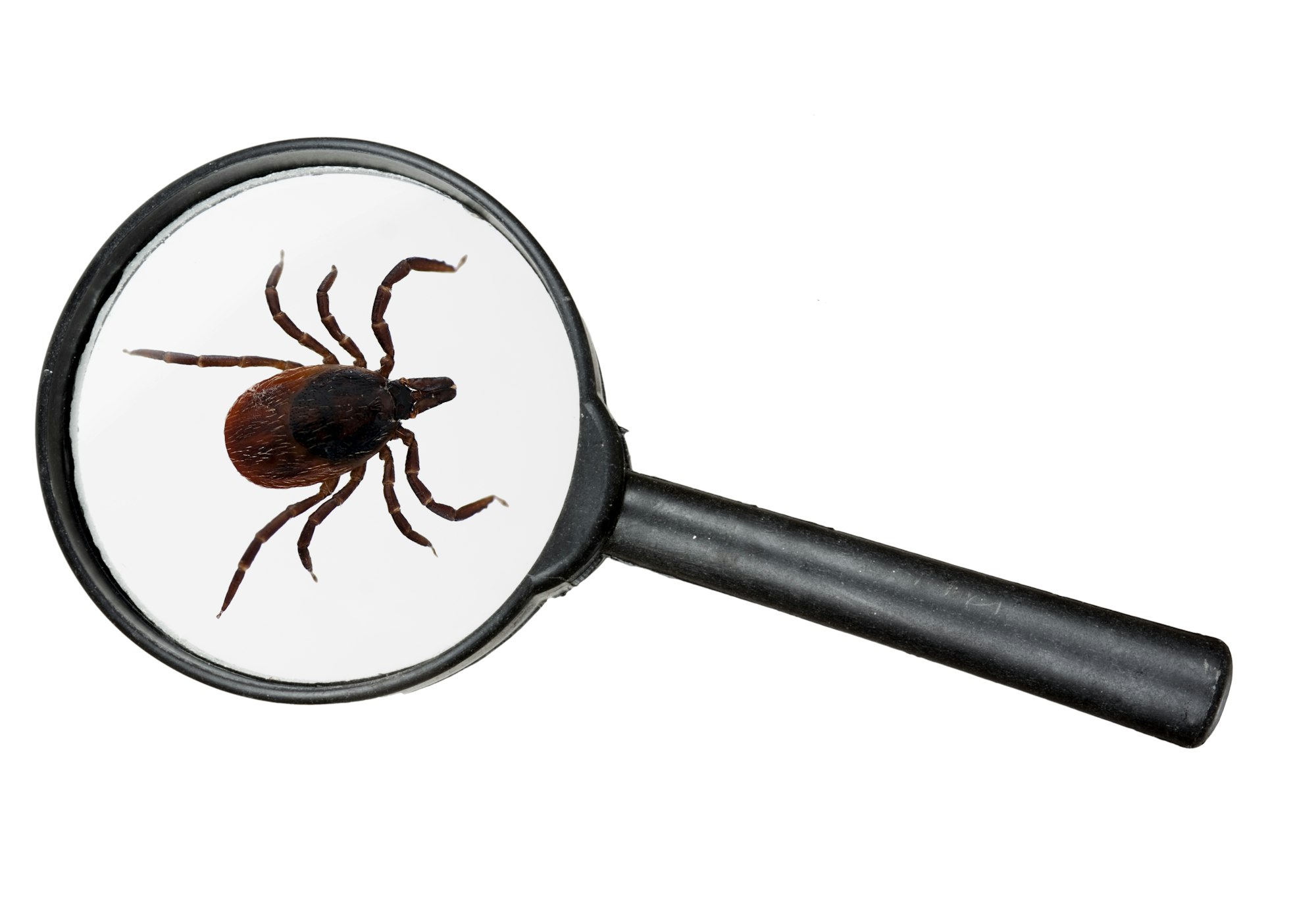 A black magnifying glass focuses on a dark brown adult tick