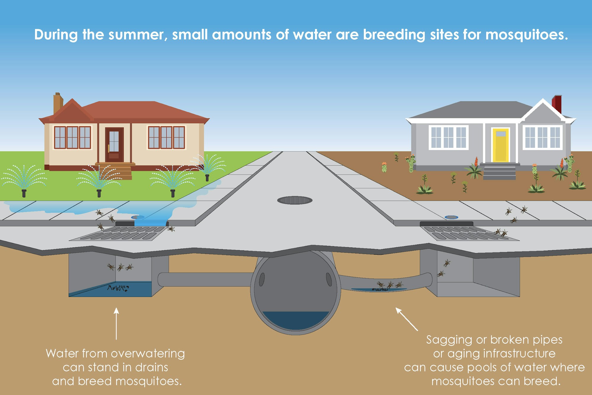 Graphic of a street with houses and a view underground. One house is overwatering their lawn, and the water is entering the storm drain and creating a little puddle of water in the pipes under the street. In the puddle, there are little mosquitoes growing. Text reads "During the summer, small amounts of water are breeding sites for mosquitoes. Water from overwatering can stand in drains and breed mosquitoes. Sagging of broken pipes or aging infrastructure can cause pools of water where mosquitoes can breed."