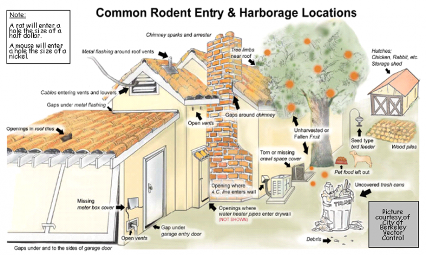 Drawing of the outside of a yellow house with a tree, trash can, garage, and chimney. The various possible entrances for rodents are pointed out. Please call 650-344-8594 if you would like detailed information about the many ways rats can enter houses.