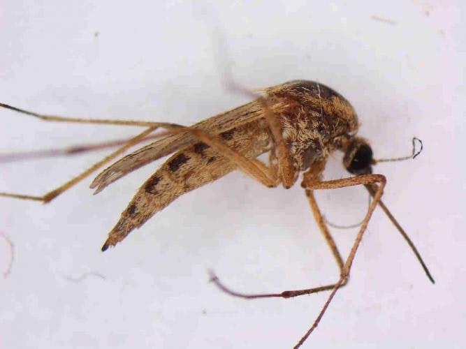 Sideview of a light brown mosquito