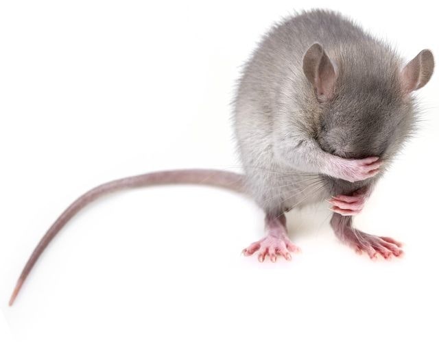 Photograph of a gray rat hiding its face with its front paws.