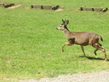 A light brown deer runs across a field of green grass