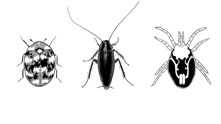 Top-down views of black-and-white drawings of a carpet beetle, a cockroach, and a rat mite. The carpet beetle is an oval shape, with two short antennae on the head and 6 short legs. The cockroach has two long antennae, 6 legs, and two small protrusions from its back end. The mite has a few white lines showing what the squiggly digestive tract looks like inside the mite. The mite has 8 legs - two pairs are on the front end of its body and two pairs are on the back end.