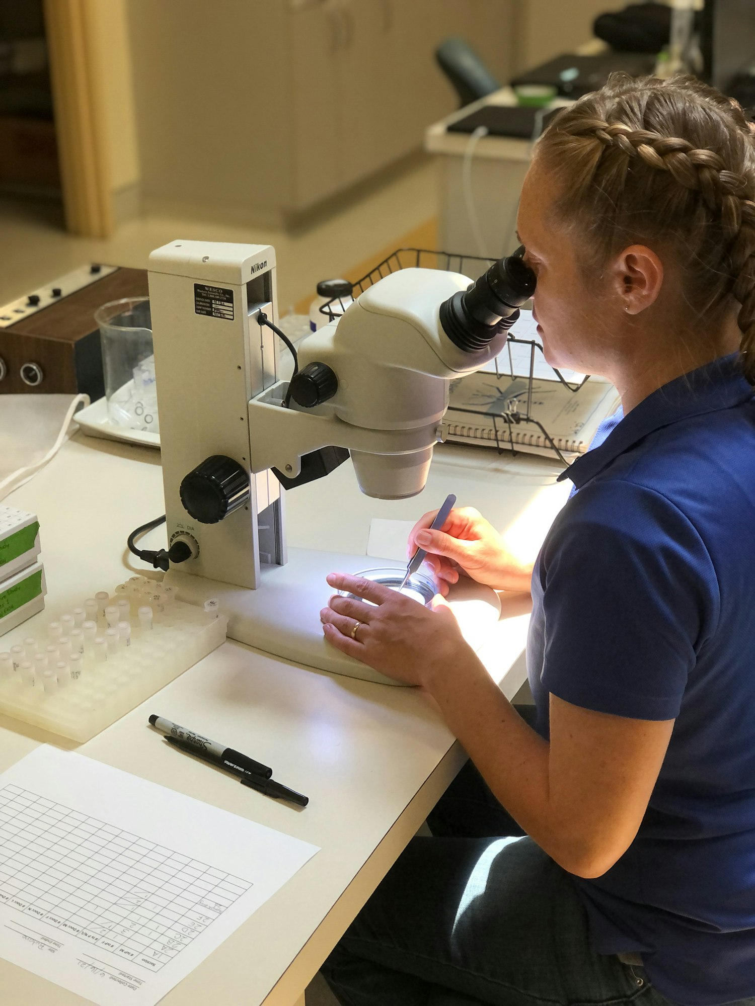 Person in blue short sleeve shirt with braided hair as seen from the side while looking into a compound scope. There are many small tubes nearby, and the person is using a pair of tweezers to move something under the scope.
