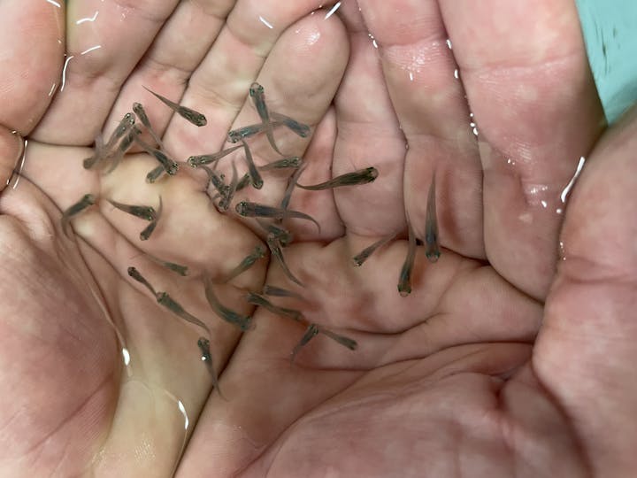 Hands under water with small brown fish swimming above