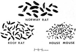 Black and white drawing of different kinds of rodent droppings. Roof rat droppings are pointed on the ends, Norway rat droppings are blunt on the ends, and house mouse droppings are comparatively small.