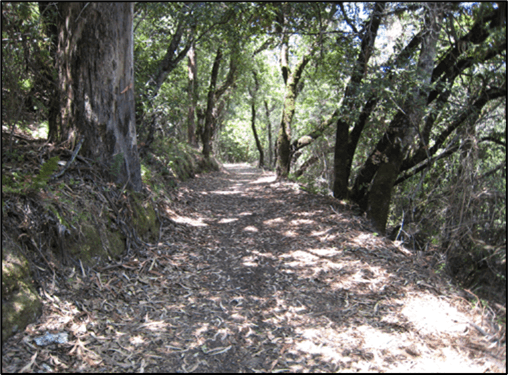 A sunlit forest path surrounded by trees, with dappled light on the ground.