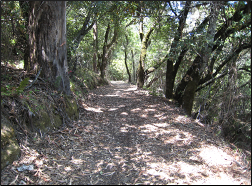 A sunlit forest path surrounded by trees, with dappled light on the ground.