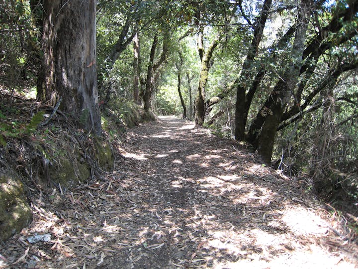 A forest trail surrounded by trees with sunlight filtering through the canopy.