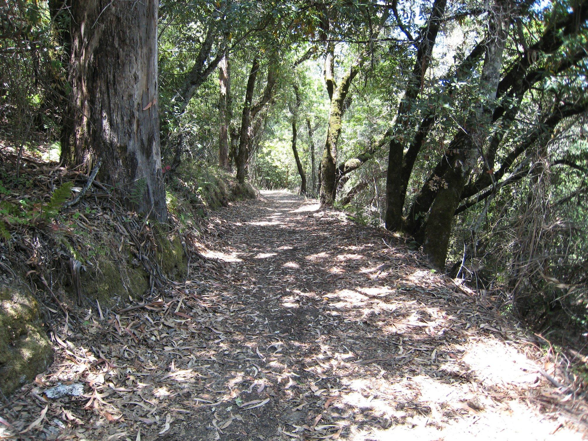 A forest trail surrounded by trees with sunlight filtering through the canopy.