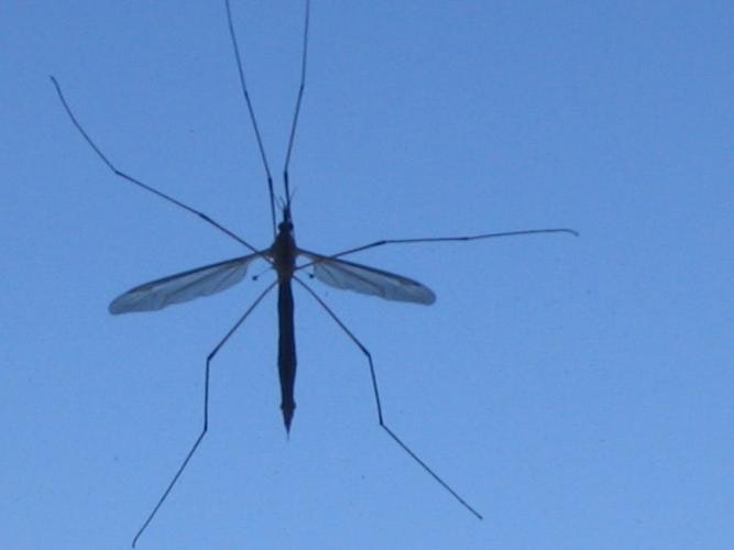 May contain: mosquito, insect, invertebrate, and animal