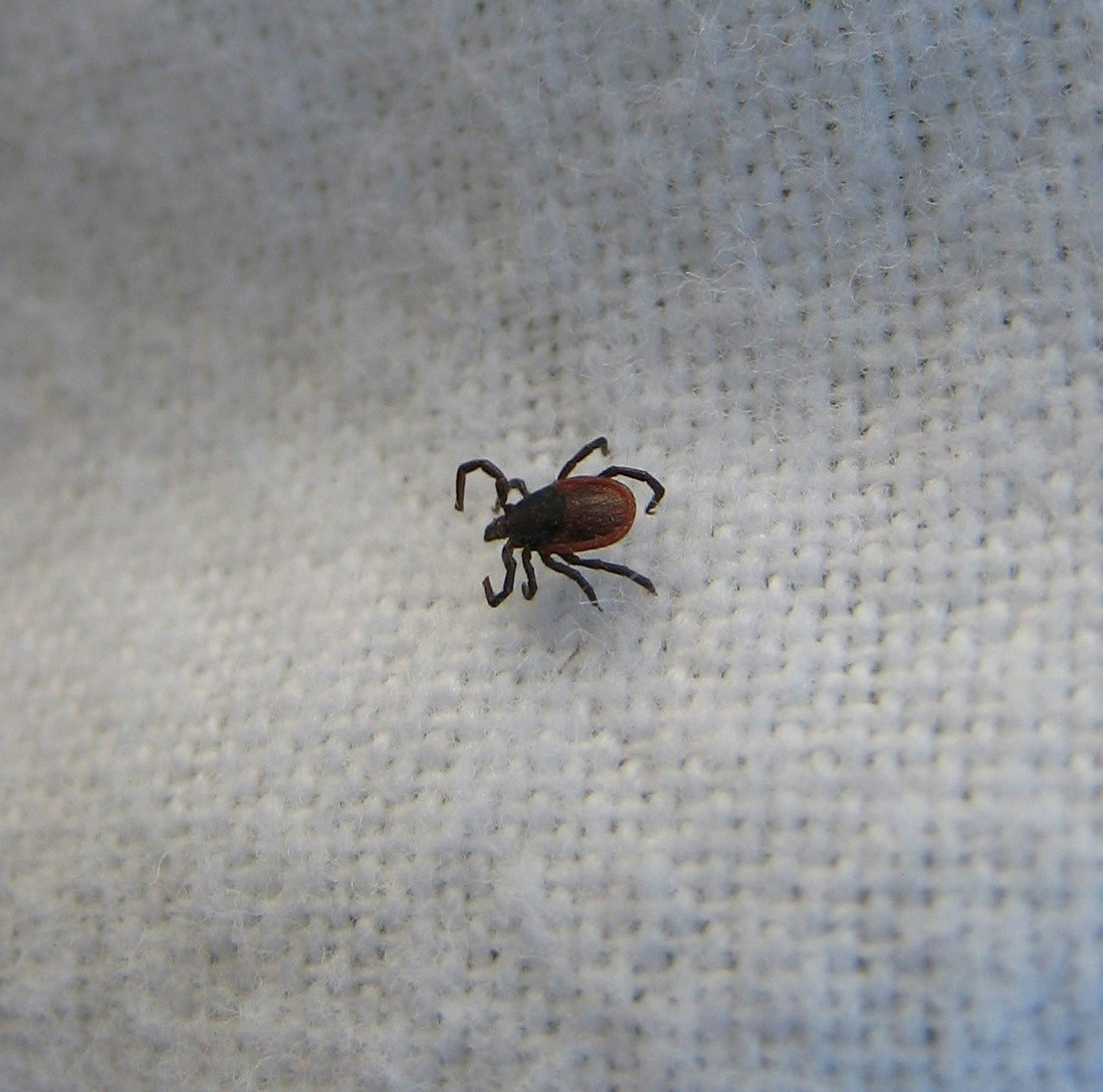 Photograph of a brown tick with eight legs crawling on a white fabric background.