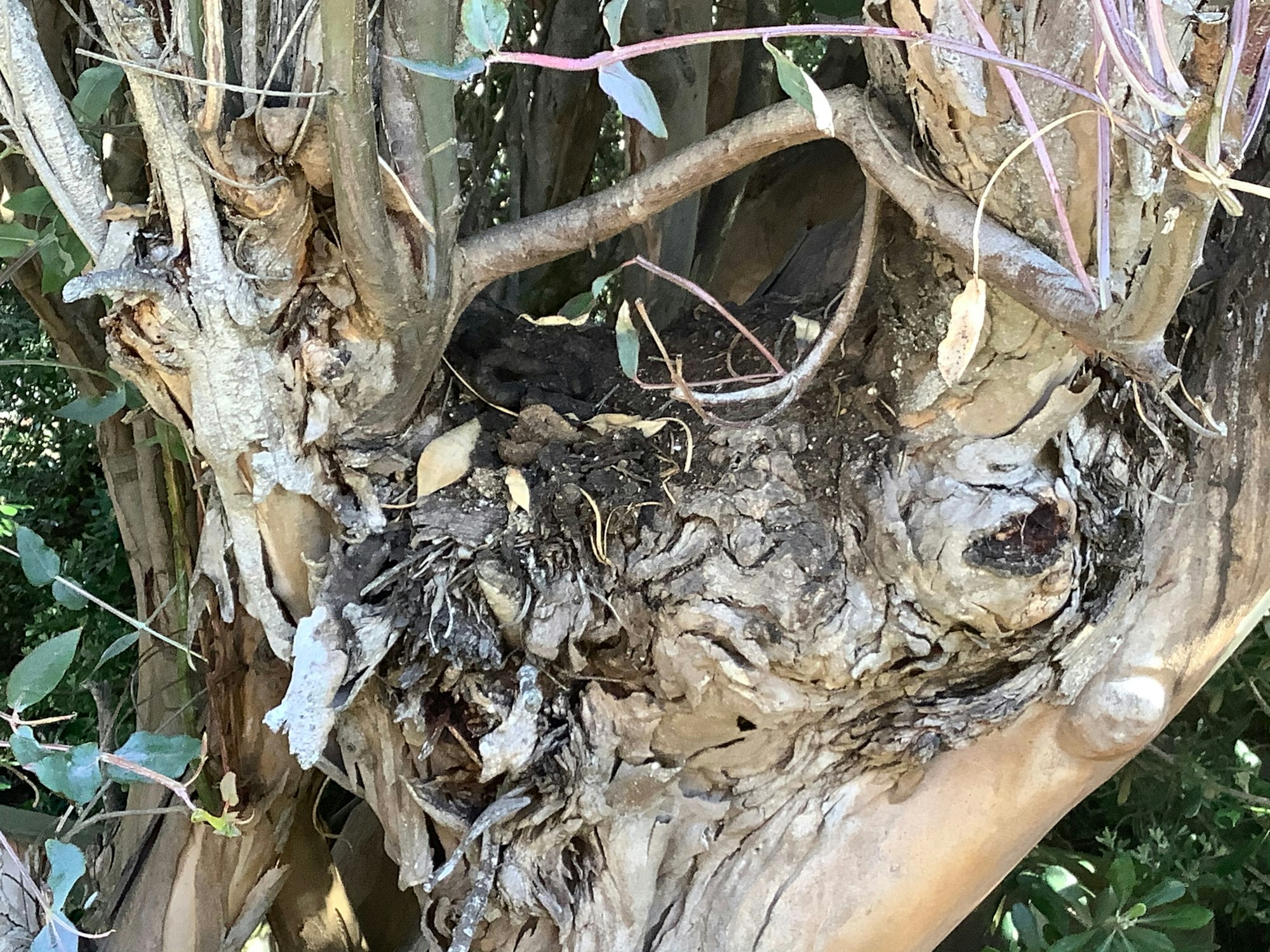 The split trunk of a very large tree. In the middle of the branches, there are large amounts of raccoon feces.