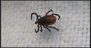 The image shows a close-up of a tick, an arachnid often associated with spreading diseases.