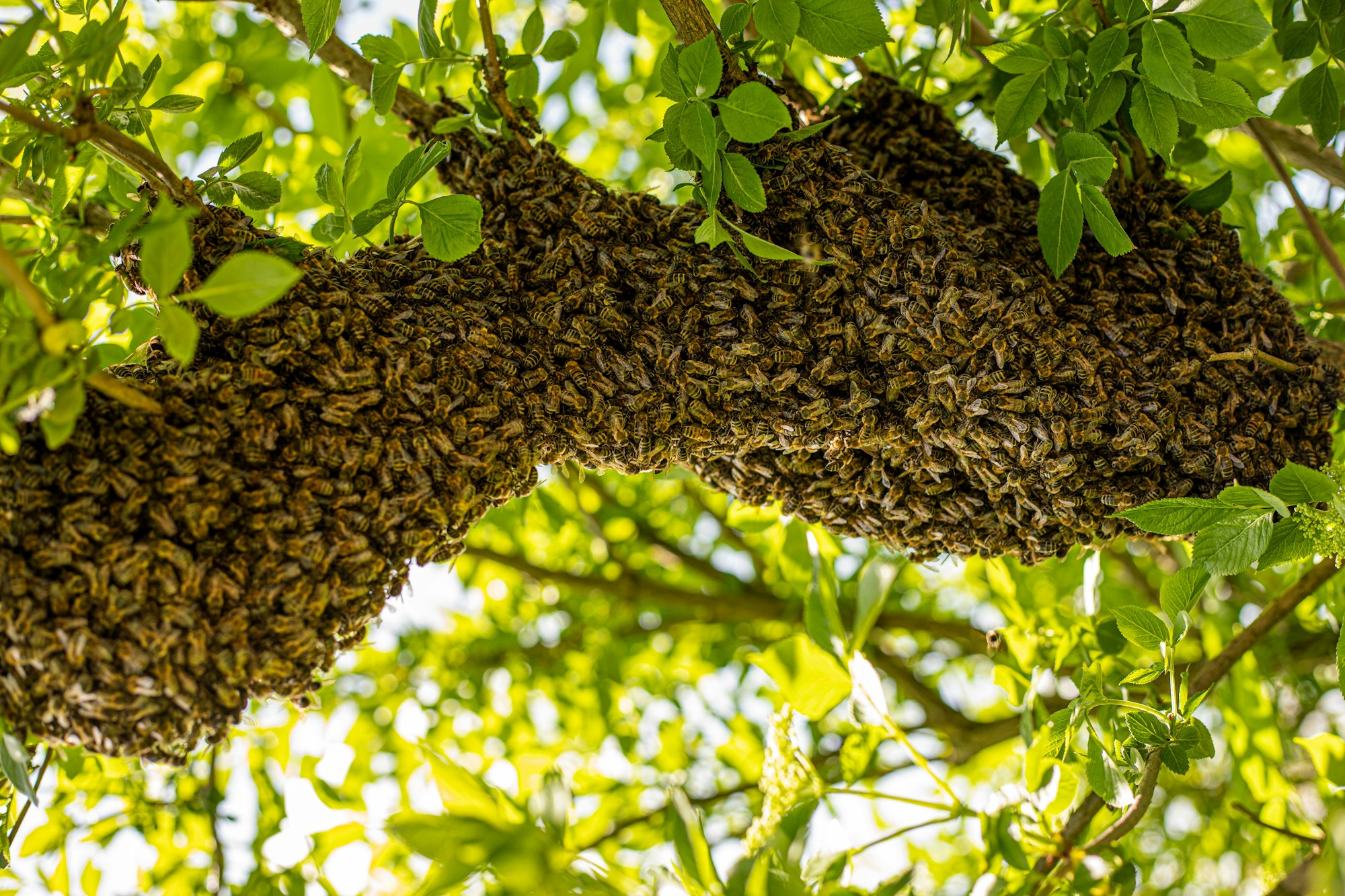 A large swarm of bees clustered on a tree branch surrounded by green leaves.