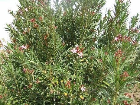May contain: plant, bush, vegetation, grass, tree, flower, blossom, conifer, and yew