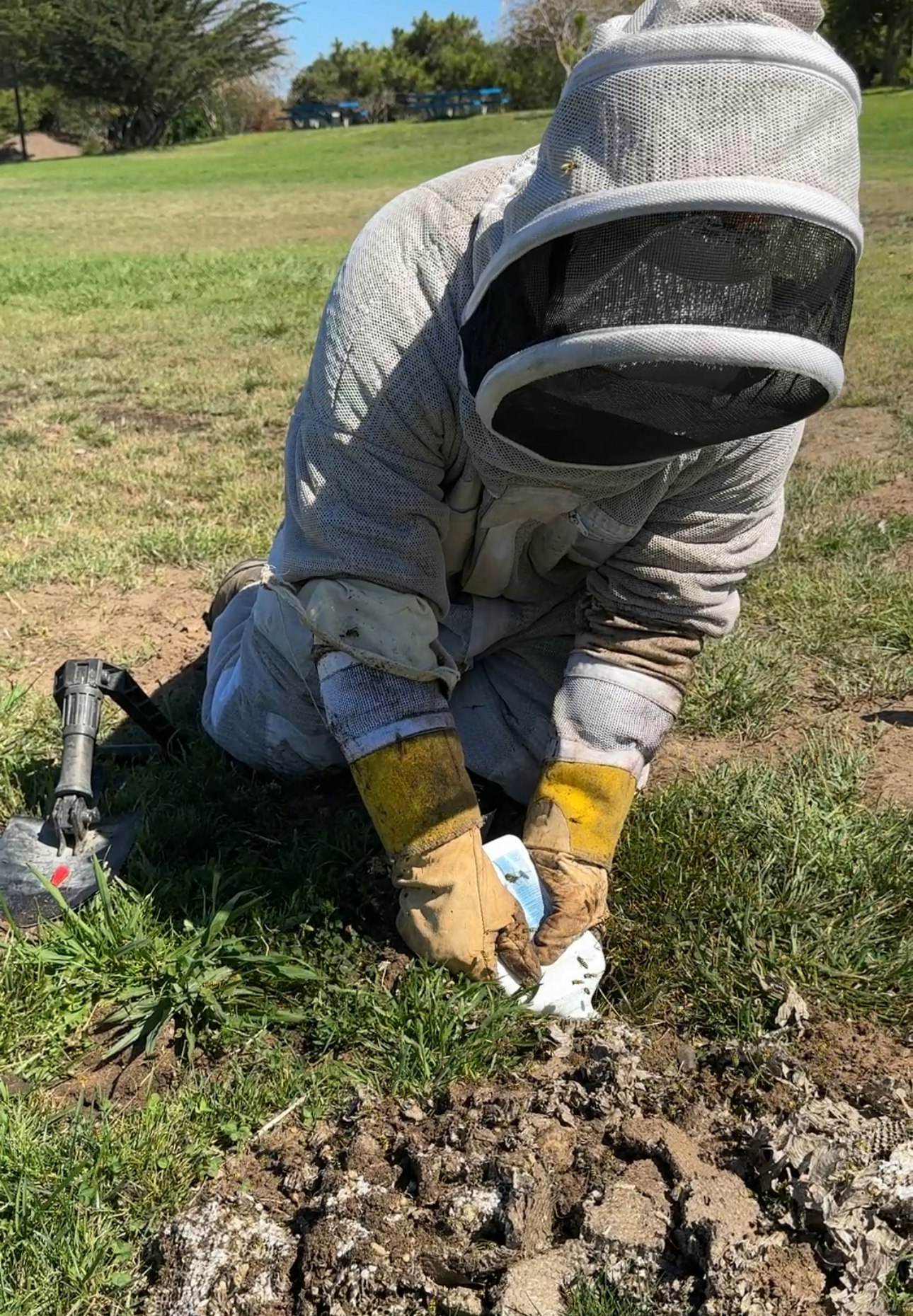 A person in a beekeeping suit handles a bee swarm on the ground in a grassy area, with a shovel nearby.