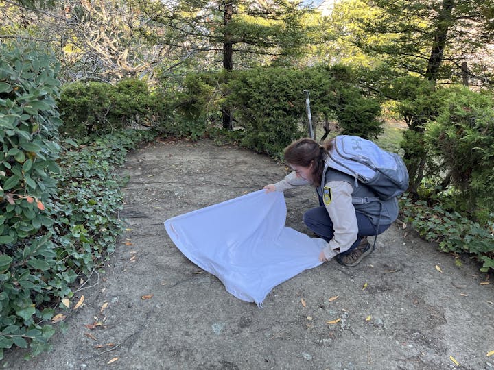 Photograph of a person squatting on the ground in the forest while looking closely at a white sheet of cloth.