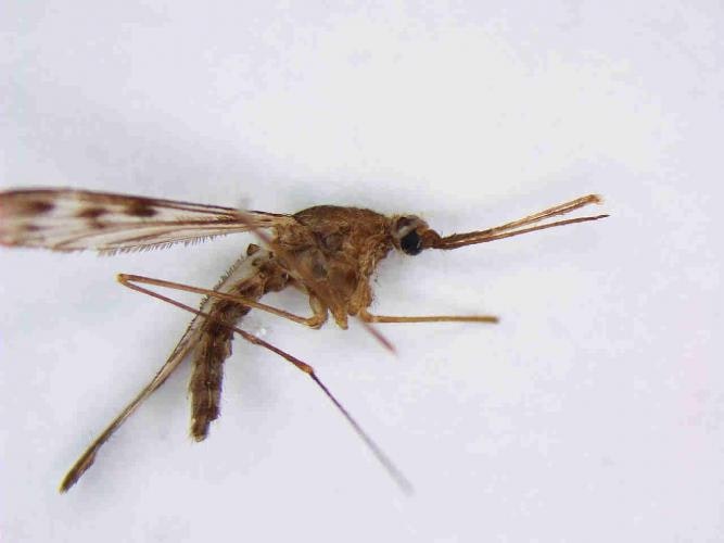 Sideview of a light brown mosquito