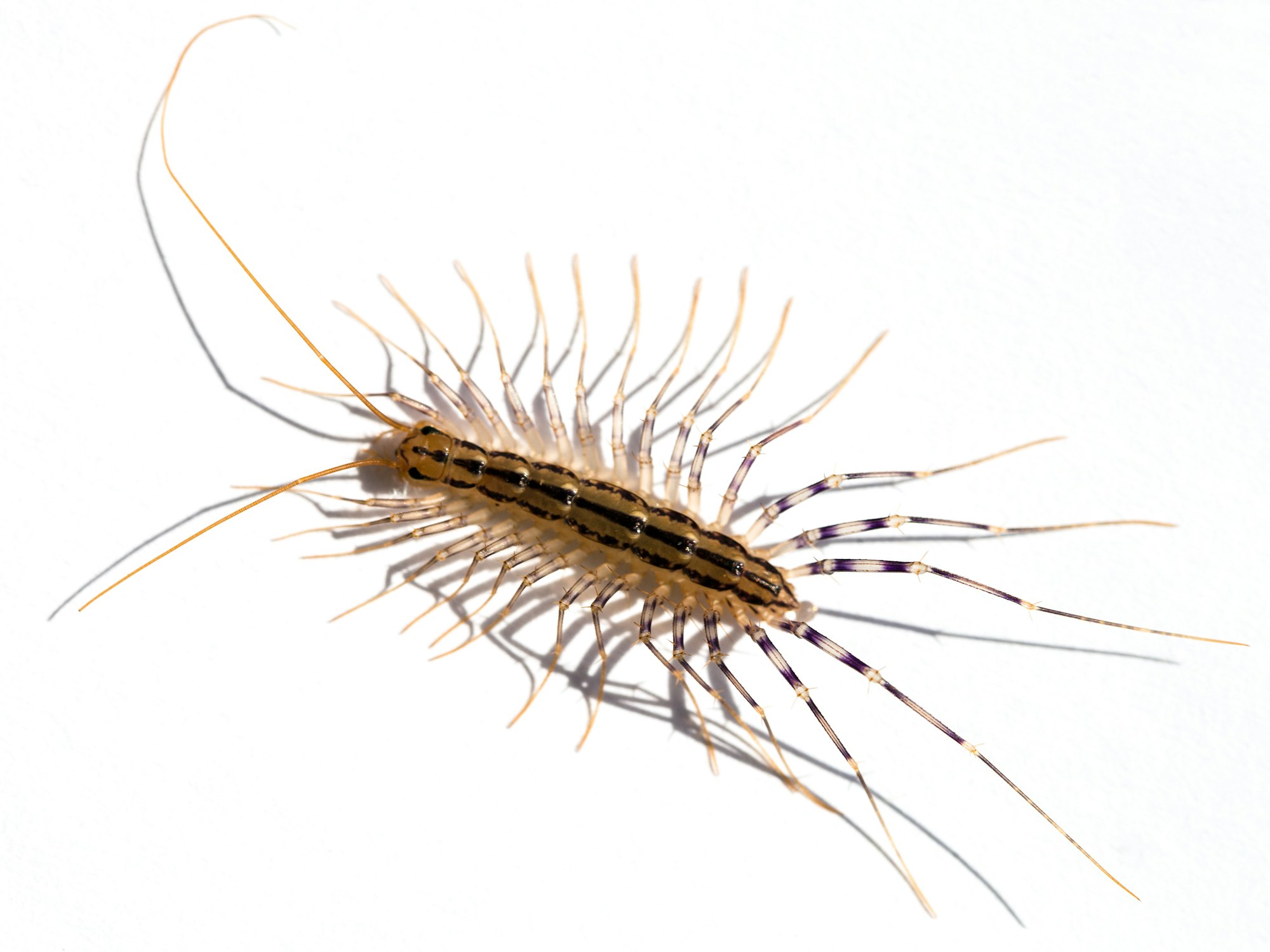 Photograph of a centipede