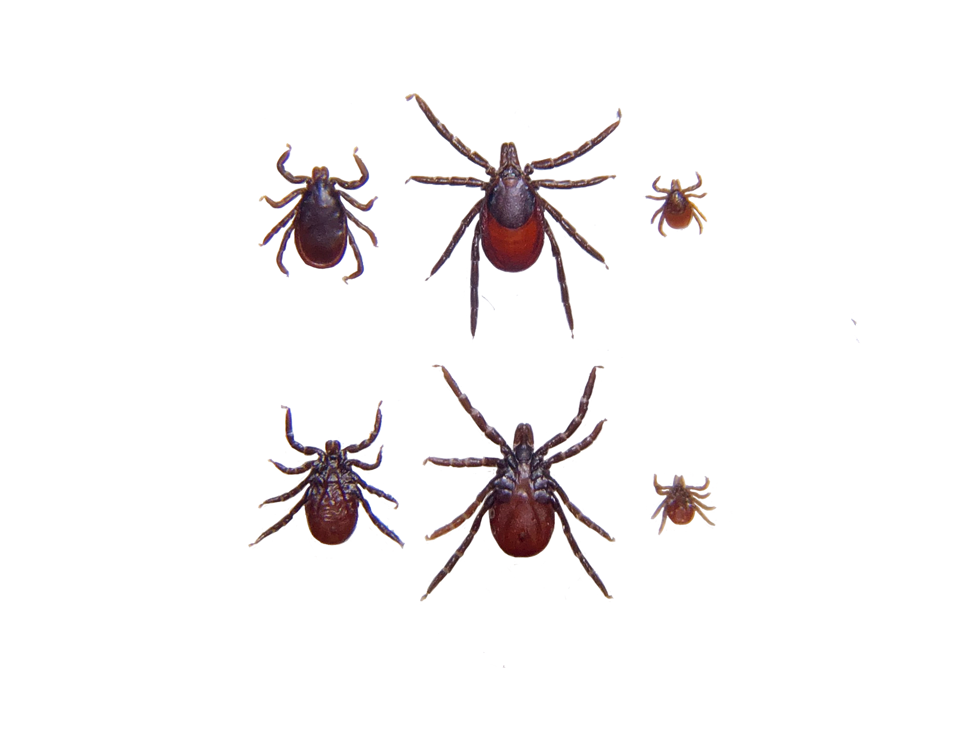 Photographs of six ticks - dorsal and ventral views of male and female adults and dorsal views of nymphs. All the ticks have eight legs and a darker brown upper part and lighter brown lower part.