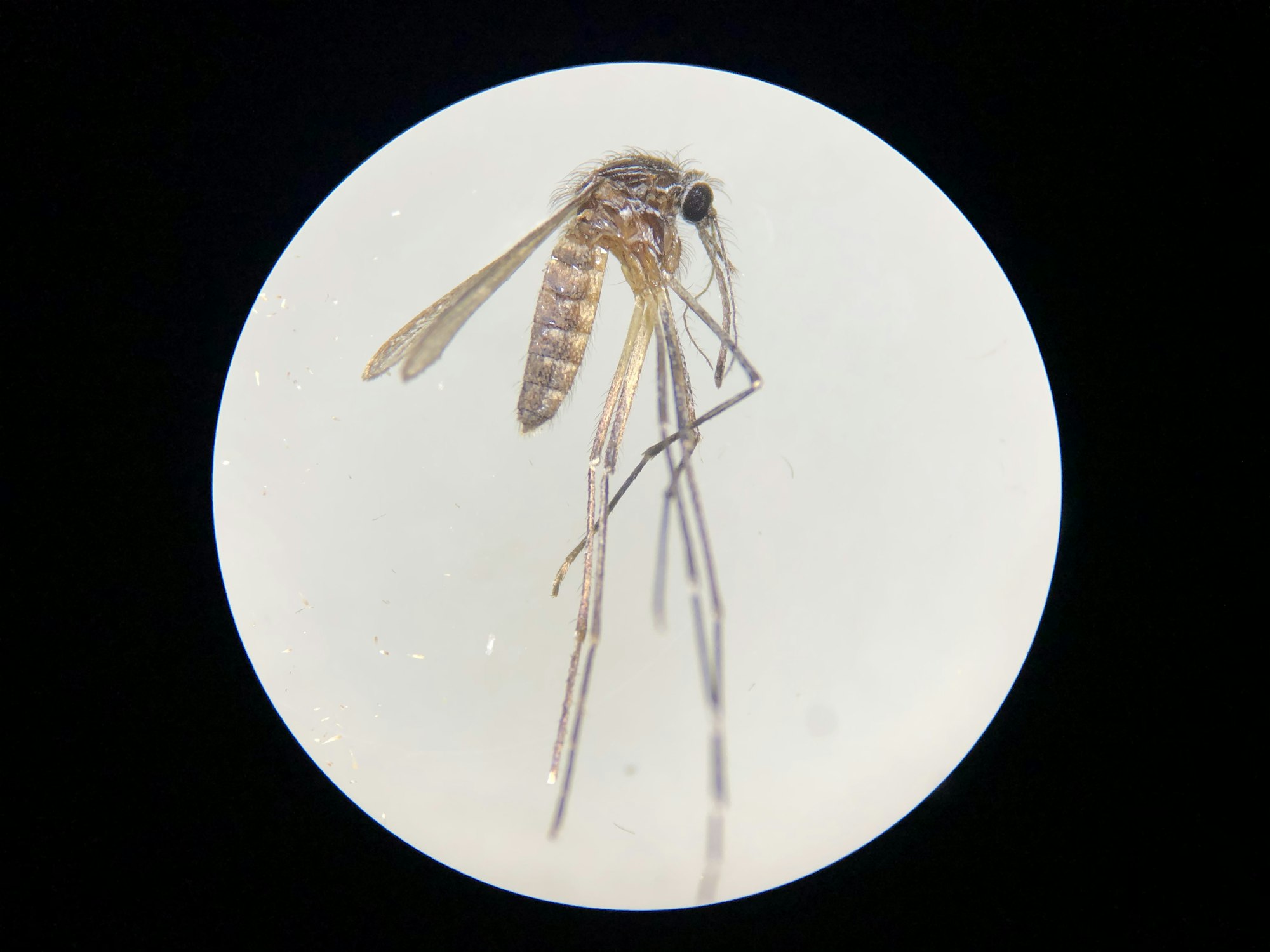 The image shows a close-up view of a mosquito, highlighting its detailed structure and features.