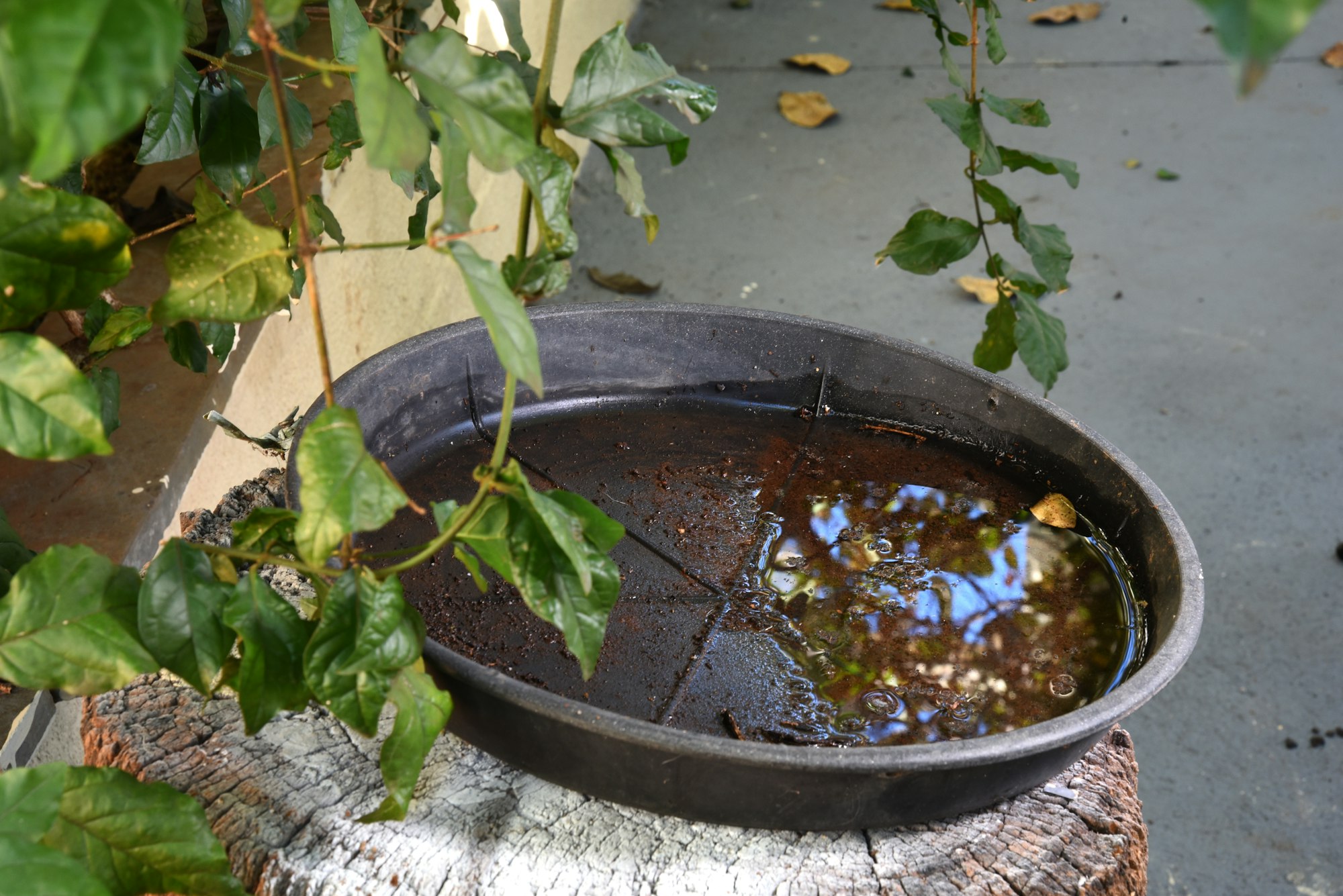 Photograph focused on a round tray partially filled with water. There are green leaves in the foreground.
