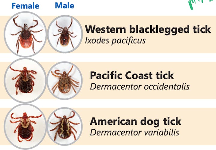 May contain: tick, animal, food, invertebrate, lobster, sea life, seafood, and insectGraphic that includes photos of 6 different ticks - males and females of three different species. Text lists the names of each of the species: Western blacklegged tick (Ixodes pacificus), Pacific Coast tick (Dermacentor occidentalis), American dog tick (Dermacentor variabilis)
