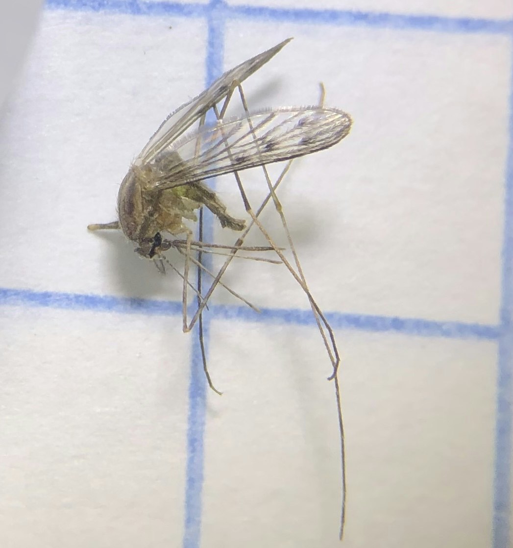 The image shows a close-up of a mosquito, highlighting its delicate wings and slender body on a lined background.