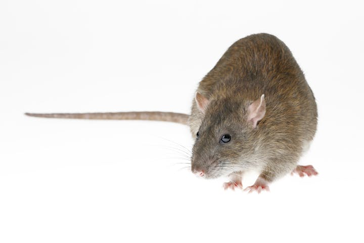 Front view of a Norway rat, which has a long brown body with pink ears and feet, and a brown tail that is shorter than its body.