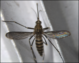 The image shows a close-up of a mosquito, highlighting its detailed features and iridescent wings.