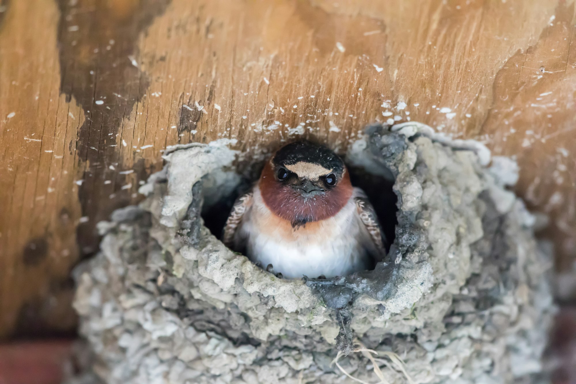 A barn swallow peeks out of its nest that is attached to a piece of wood.
