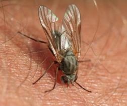A fly with a dark grey body and two long transparent and shiny wings has landed on what appears to be a person's skin and appears to be biting the person