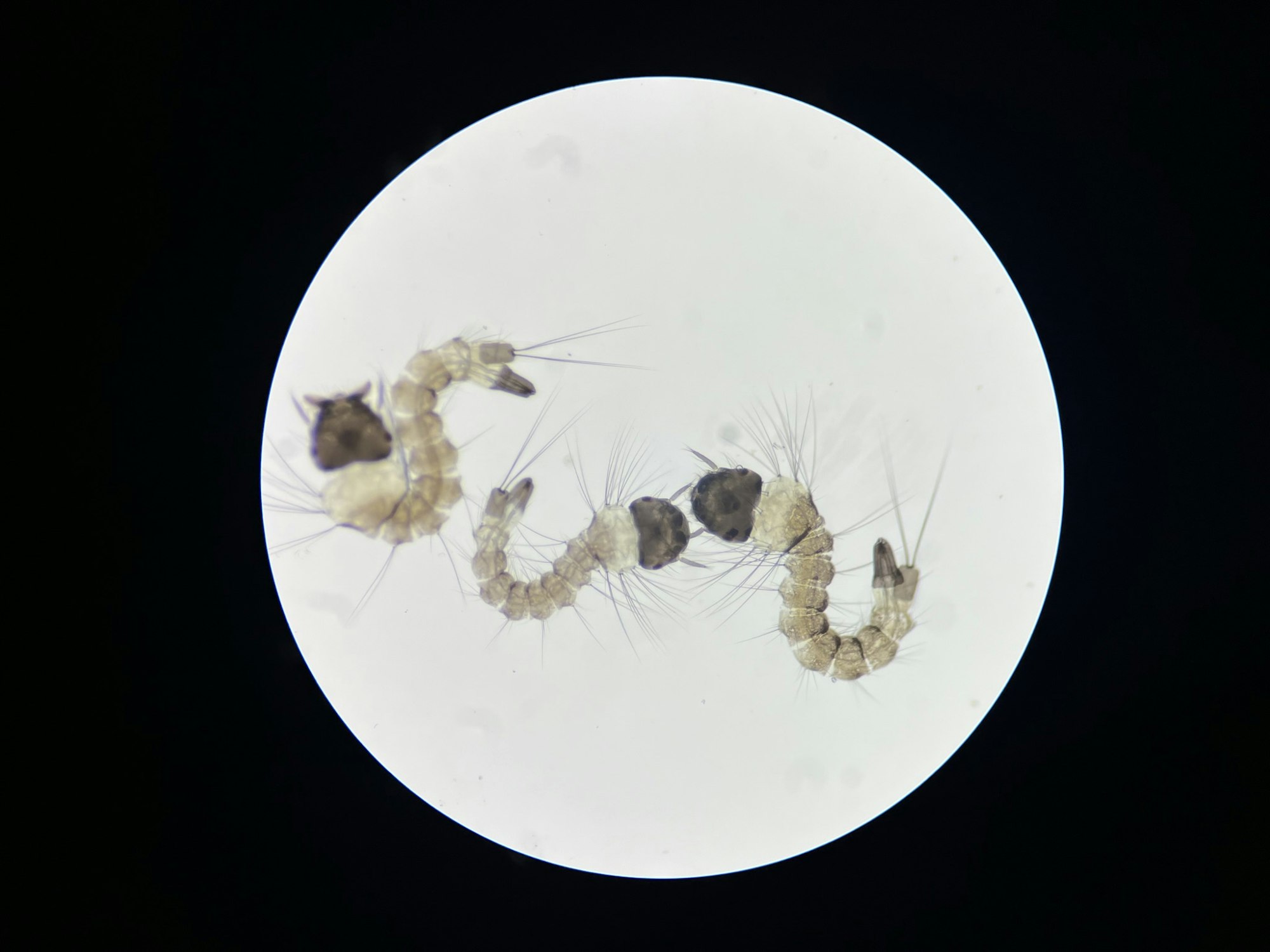 Image of a magnified sample that has three mosquito larvae in it. They are in a lit circle with a black border. The larvae have small thin hairs and dark brown heads.