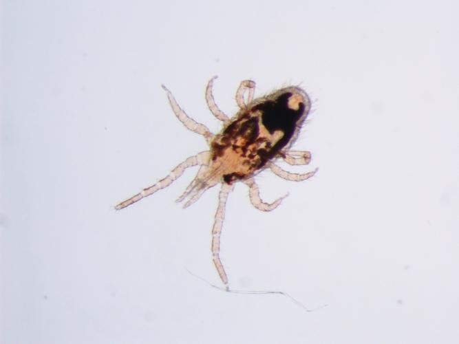 May contain: spider, animal, invertebrate, and arachnid