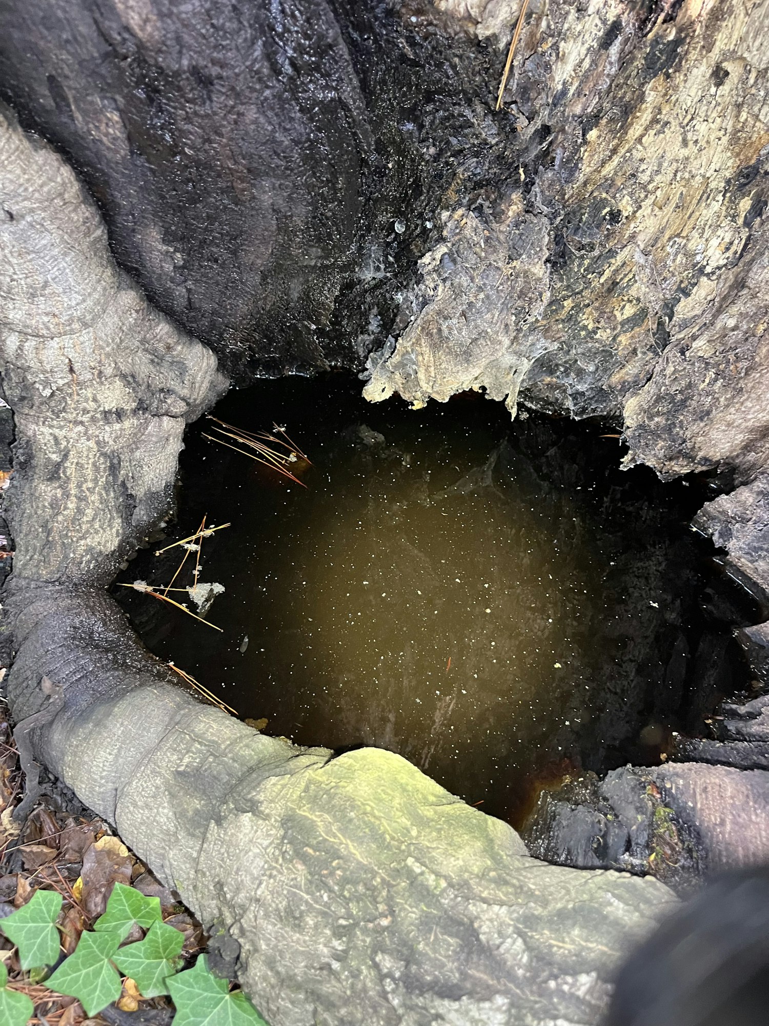 A hollowed tree trunk filled with dark, stagnant water, surrounded by rough bark and green ivy leaves.