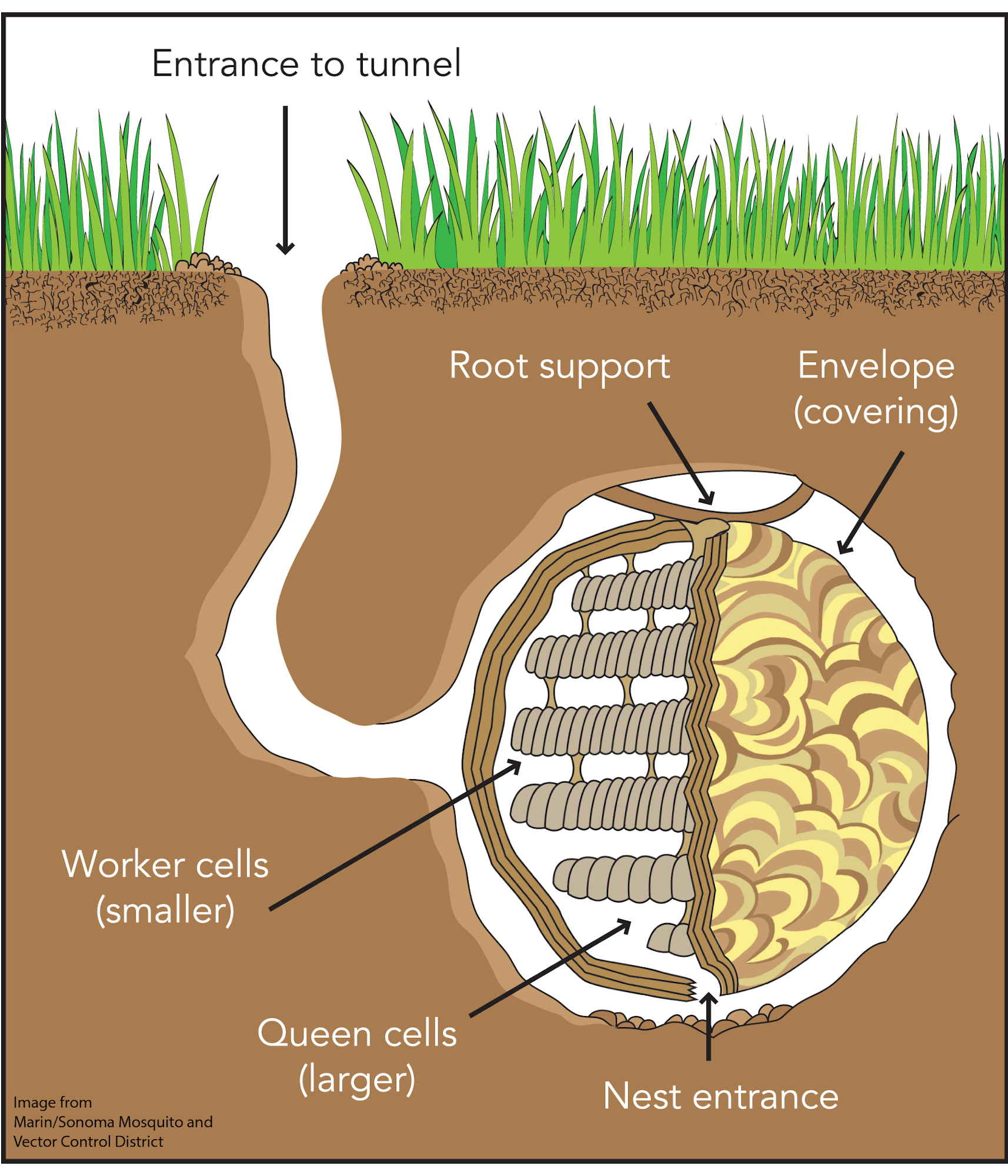 A computer-generated image of the side, underground view of a yellowjacket nest. The entrance to the tunnel is at ground level, in between blades of green grass. The tunnel goes down into the brown dirt until it forms a large round space. Inside the space is the nest, which is connected to the wall of the hole by being connected to a root. The inside of the nest has dozens/hundreds/thousands of little cells for the queen yellowjacket to lay eggs in. The cells are surrounded by a covering that protects the nest. The nest can be entered through a hole in the bottom of the nest.