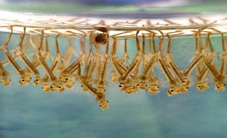 Against a blue-green background, dozens of light brown mosquito larvae hang perpendicular to the water surface. The larvae have a short brown siphon near the water surface, then a long thing body and a round head with two dark eye spots and small mouthparts.