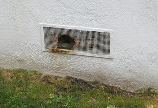 Photo of the side of a house. The vent screen is torn and has a large hole in it - rats may enter through this hole.